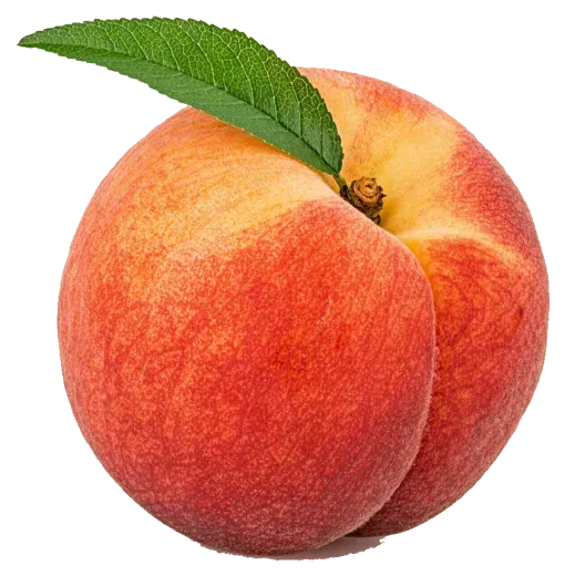 Pêche