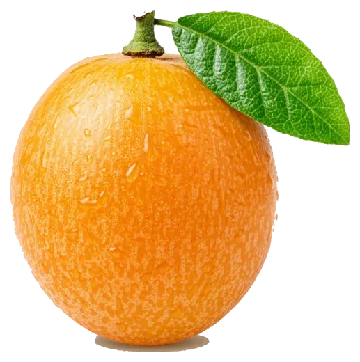 Loquat