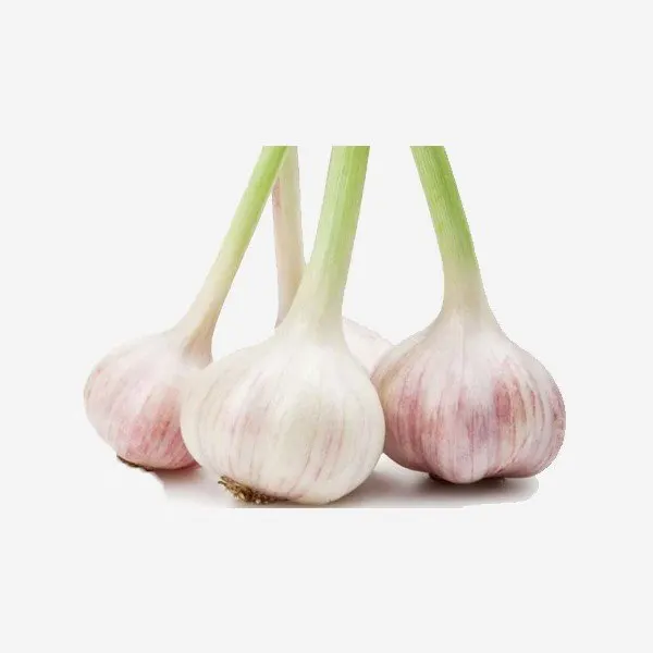 Ail de garde bio