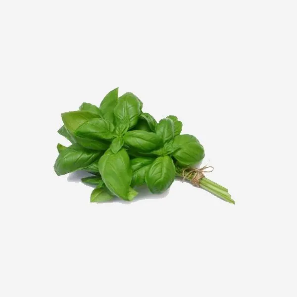 Basilic (varié) bio