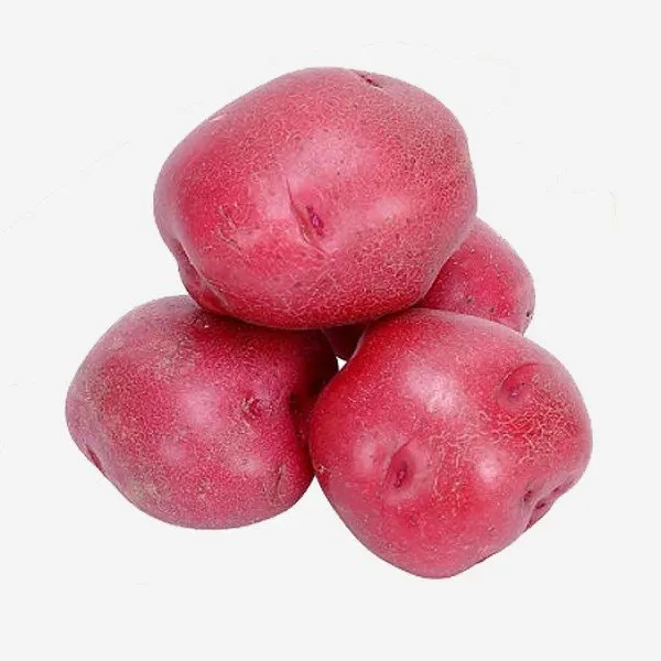Pommes de terre rouges bio